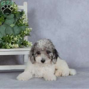 Twilight, Miniature Poodle Puppy